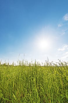 Vertical picture of meadow backlit against blue sky with clouds