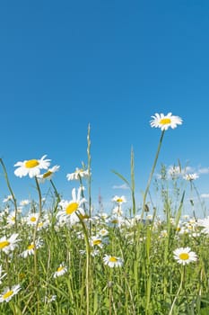 Meadow with marguerites and blue sky on a sunny day in spring