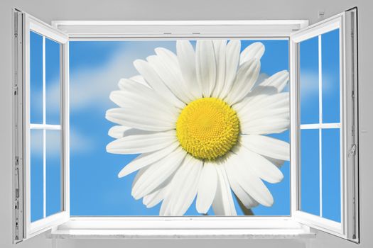 View through a white open window to a big marguerite on blue sky