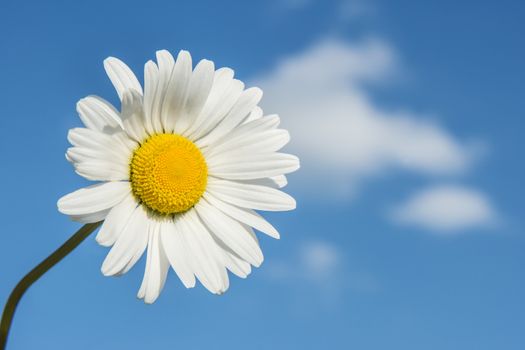 White marguerite (Leucanthemum vulgare) on blue sky with clouds