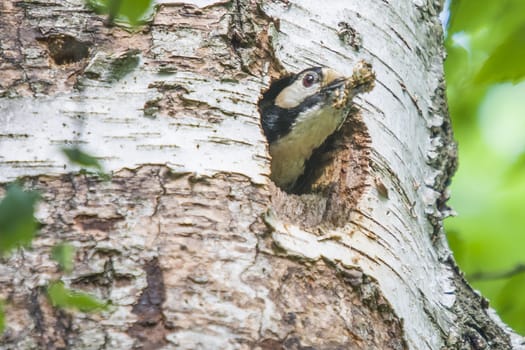 The woodpecker Great Spotted Woodpecker, Dendrocopos major cleaning up the nest. The image is shot at Roeds mountain in Halden, Norway.