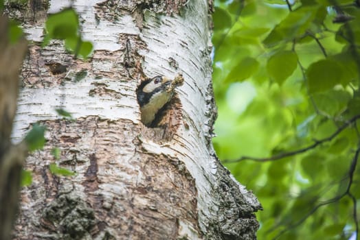 The woodpecker Great Spotted Woodpecker, Dendrocopos major cleaning up the nest. The image is shot at Roeds mountain in Halden, Norway.