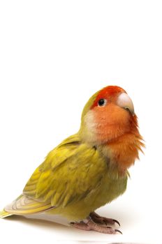 agapornis posing on a white background