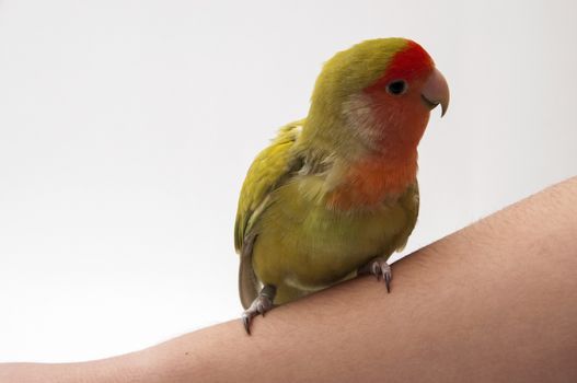 agapornis posing on a white background