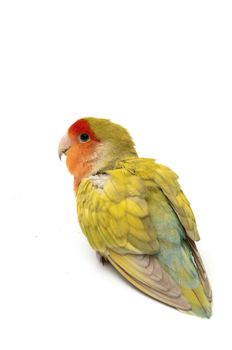 agapornis posing on a white background