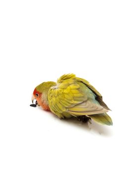 agapornis eating pipes on a white background