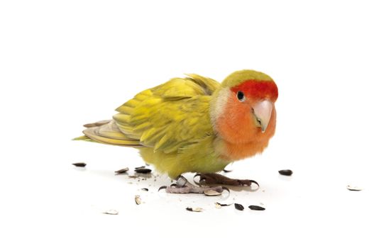 agapornis eating pipes on a white background