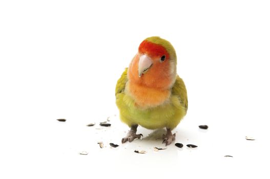 agapornis eating pipes on a white background