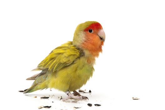 agapornis eating pipes on a white background