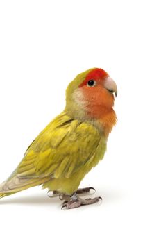 agapornis posing on a white background