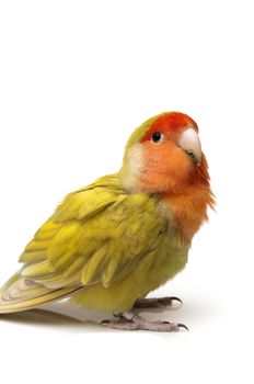 agapornis posing on a white background