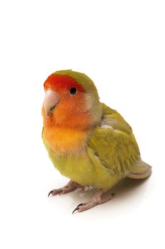 agapornis posing on a white background