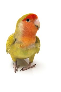 agapornis posing on a white background