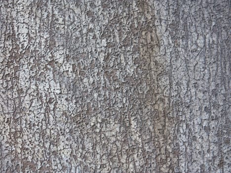 Grey texture of old tree bark horisontal