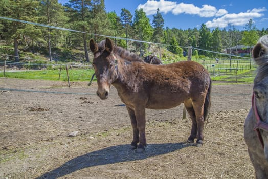 The Shetland pony is a breed of pony originating in the Shetland Isles. Shetlands range in size from a minimum height of approximately 28 inches (71 cm) to an official maximum height of 11 hands high (107 cm) at the withers (11.2 hands for American Shetlands). The image is shot at a riding school in L��kkevika,  located next to Halden, Norway.