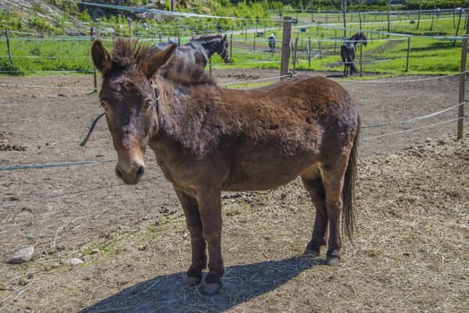 The Shetland pony is a breed of pony originating in the Shetland Isles. Shetlands range in size from a minimum height of approximately 28 inches (71 cm) to an official maximum height of 11 hands high (107 cm) at the withers (11.2 hands for American Shetlands). The image is shot at a riding school in L��kkevika,  located next to Halden, Norway.
