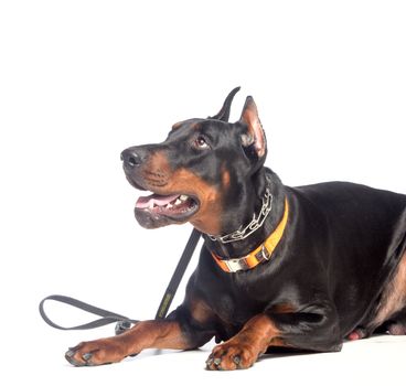 Doberman dog portrait isolated on white