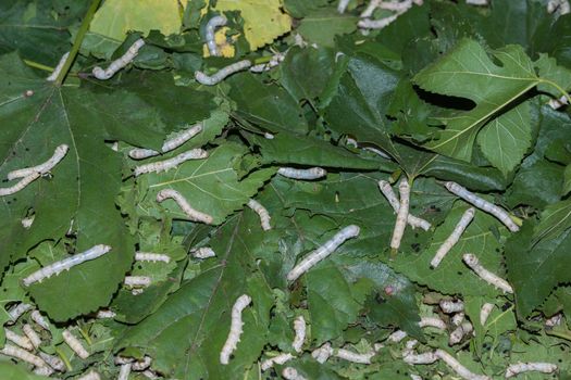 Translucent to white worms against the green of the leaves.