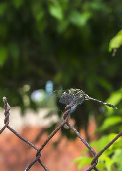 Focus on multicolor dragonfly with rusted fence.