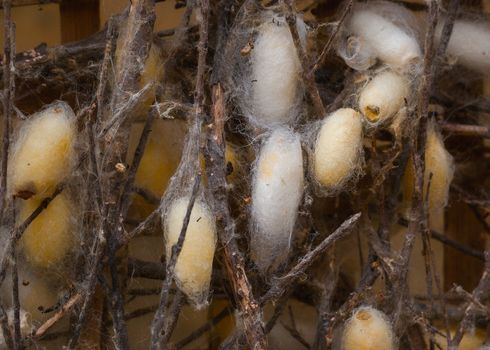 Focus on living silkworm cocoons attached to dry branches.