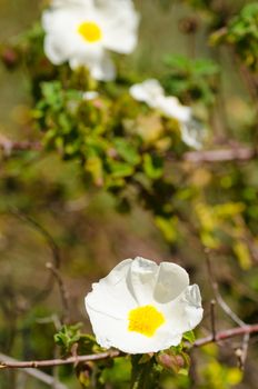 Mediterranean rockrose shrub in spring full of white flowers