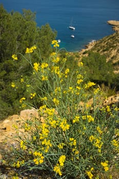 Genista shrub flowering against the background of  a sunny Mediterranean bay