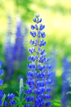 Beautiful blue lupine closeup on green and yellow background