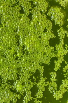 Water Bubbles, green abstract background.