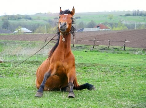 funny brown horse sitting on green field 