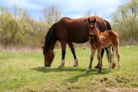 Horse and colt on green meadow at spring day