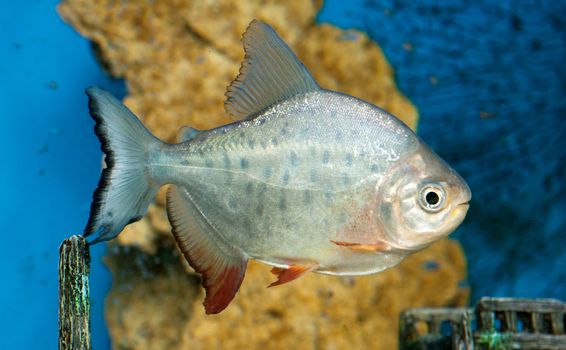 a dangerous piranha swimming in shallow water