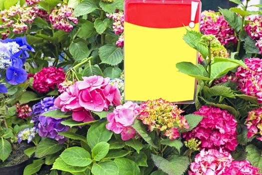 Hyacinths on discount in shop