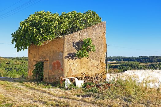 Olive tree in an old windmill in Portugal