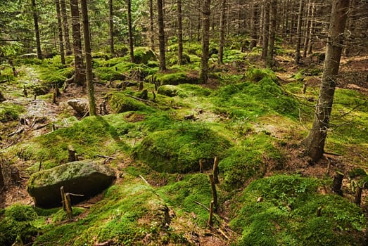 The primeval forest with mossed ground