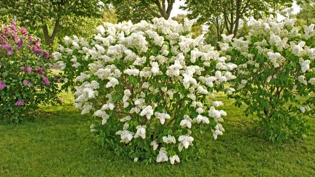 white lilac bush on a city street