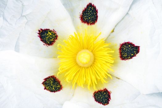 Inner core from a gum rockrose - Cistus ladanifer