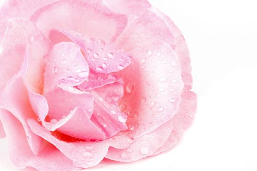 Pink rose with waterdrops macro