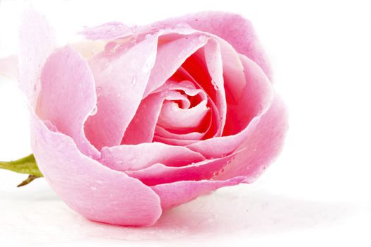 Pink rose with waterdrops macro