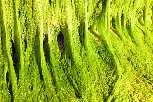 Cllose up of green marine algae