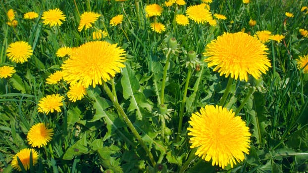 Yellow dandelion flowers with leaves in green grass, spring 