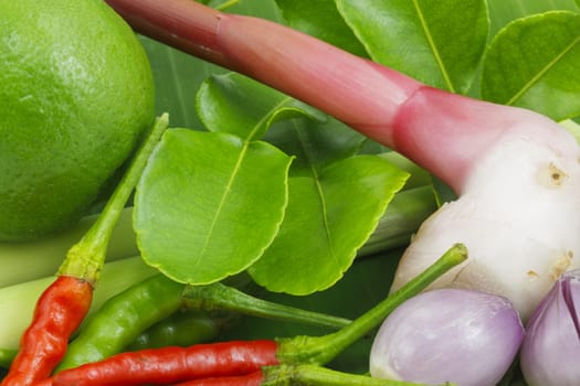 Fresh  kaffir lime leaves detail of ingredients for Thai soup, Tom Yum Goong.