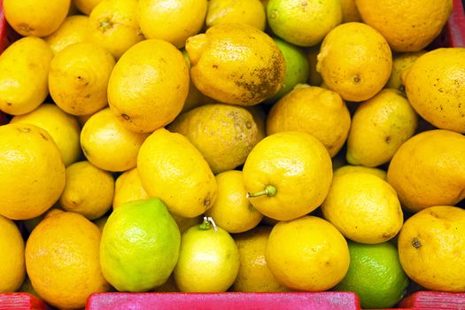 Organic citrons from Portugal