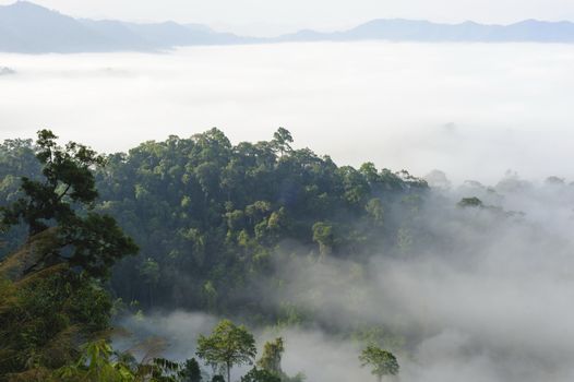 Beautiful floating fog landscape in rain forest, Thailand.