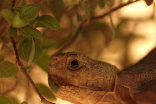 African Spurred Tortoise (Geochelone sulcata) isolated