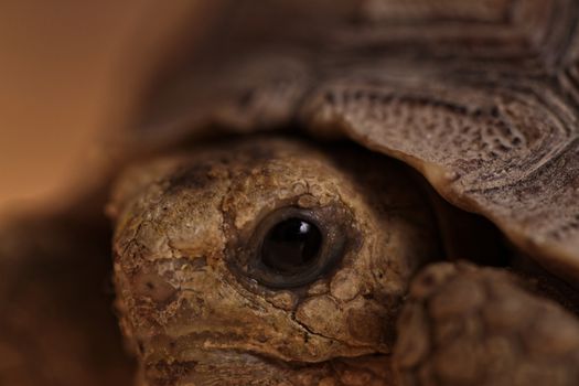 African Spurred Tortoise eye macro (close-up)