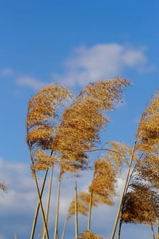 Reed in cloudy bright weather, the wind