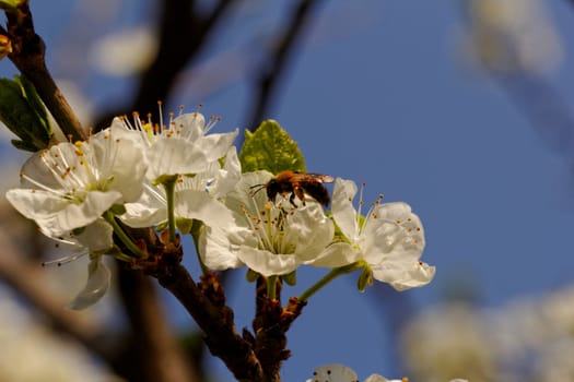 blossom tree with a bee pollination