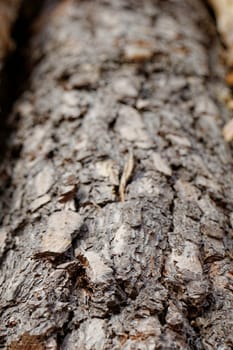 bark of pine tree