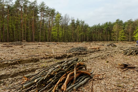 industrial deforestation and logging