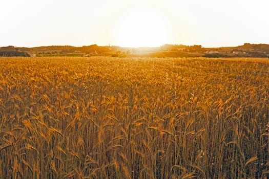 Sunset over the corn fields in Portugal